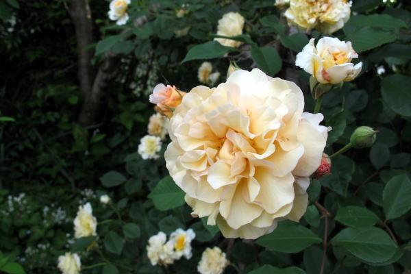 c0147952_20493016.jpg