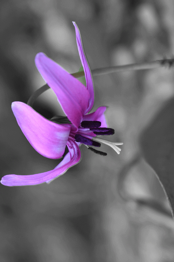 a0193457_19375898.gif