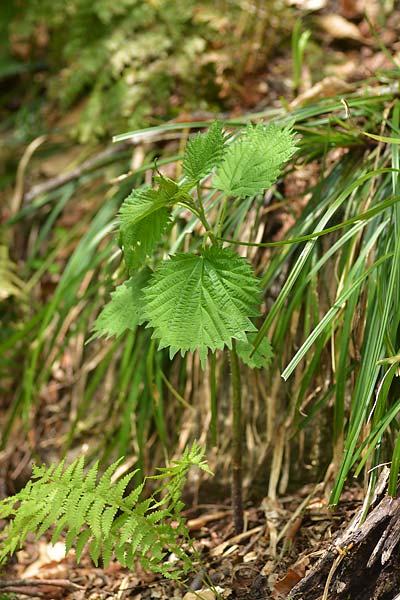 c0043361_22523176.jpg