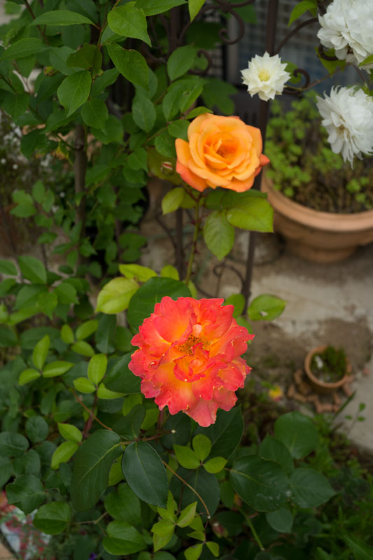 a0278914_16171328.jpg