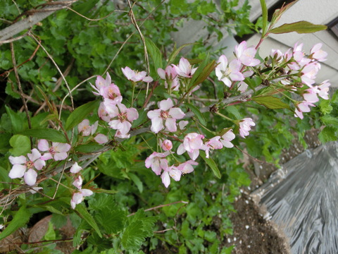 d0136122_16205185.jpg