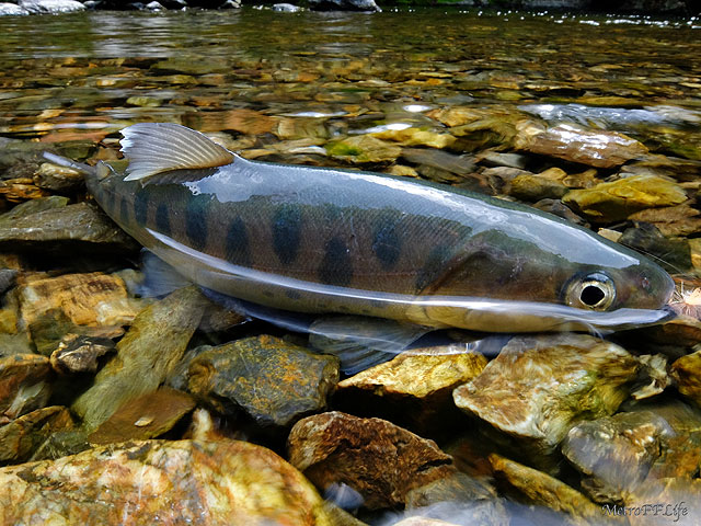 e0112722_2211244.jpg