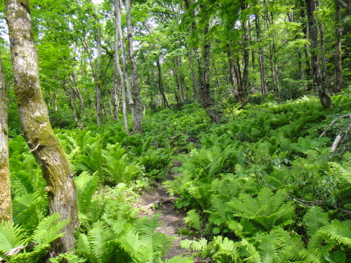 c0179351_19393132.jpg