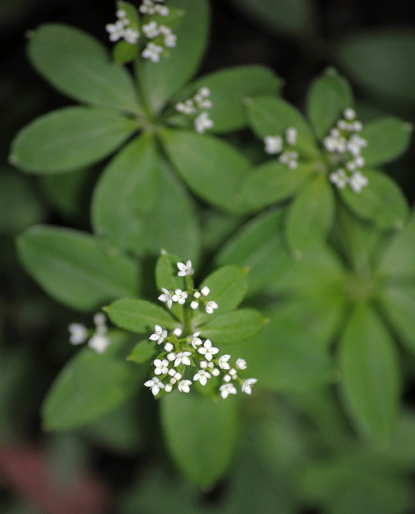 a0001354_23384885.gif
