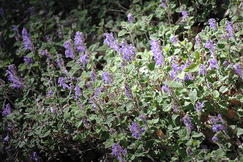 a0001354_23414842.gif