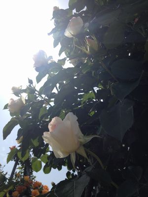 e0012580_20532690.jpg