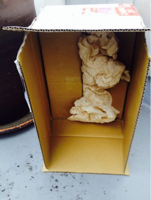 e0252180_2052931.jpg