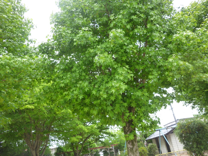 d0333091_18501825.jpg