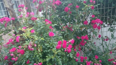 c0023399_658414.jpg