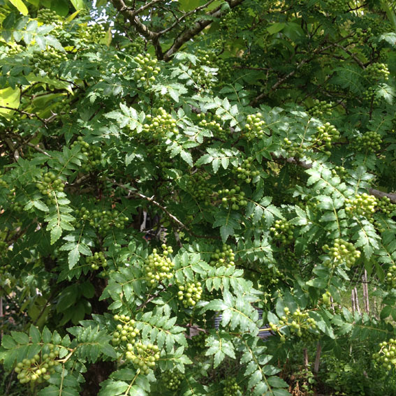 e0015915_14573522.jpg