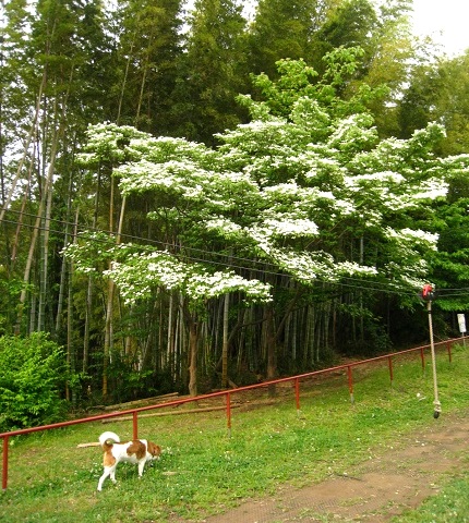 c0084117_1043730.jpg