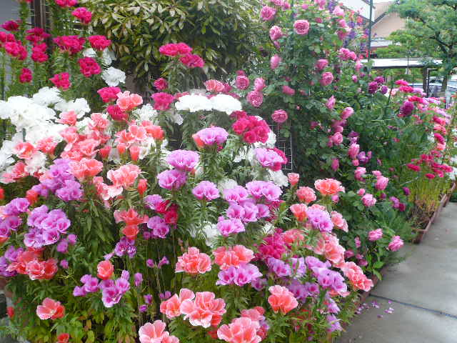 e0026017_10594687.jpg