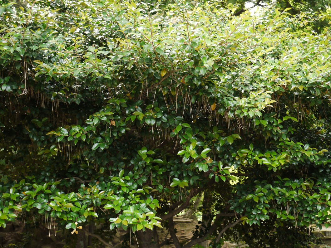 d0089742_2352942.jpg