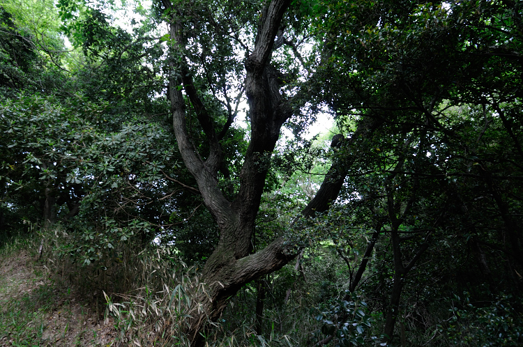 e0157760_20205612.jpg