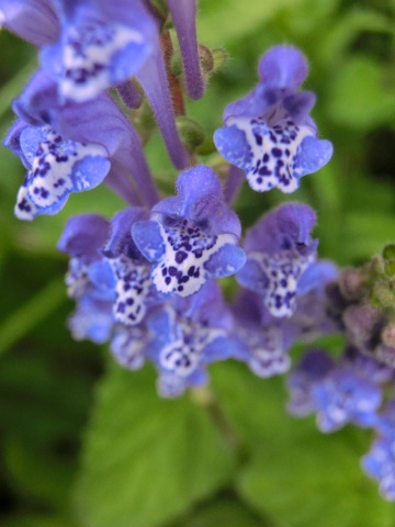 e0045768_2225991.jpg