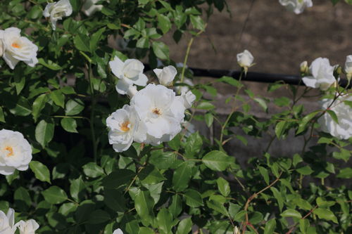 a0196878_1840519.jpg