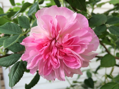 f0201297_849288.jpg