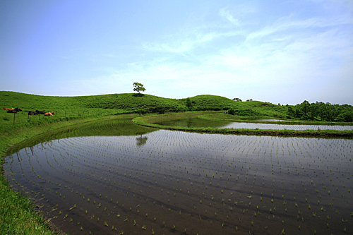 b0014607_2053494.jpg