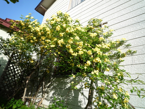 b0035611_20375249.jpg