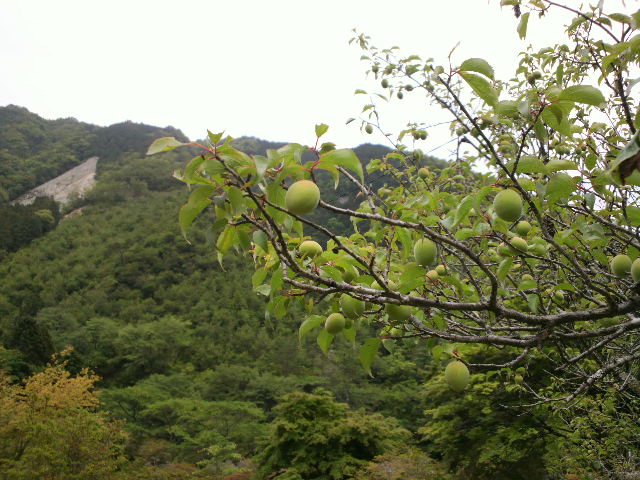e0099212_20115096.jpg