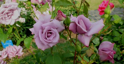 a0098027_186395.jpg