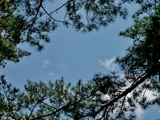 a0206332_1013068.jpg