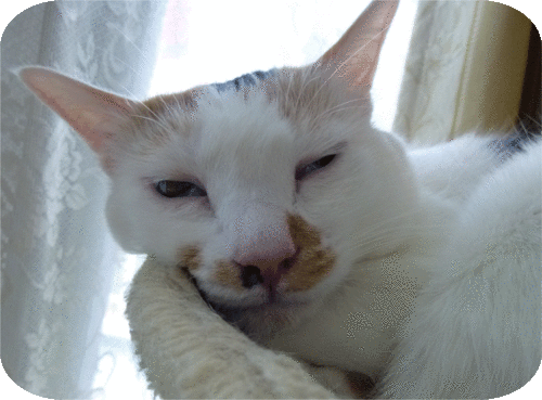 a0278632_16463049.gif