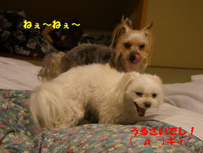 b0001440_13352275.jpg