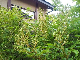 a0272241_21345715.jpg