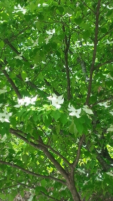 b0187042_15522254.jpg