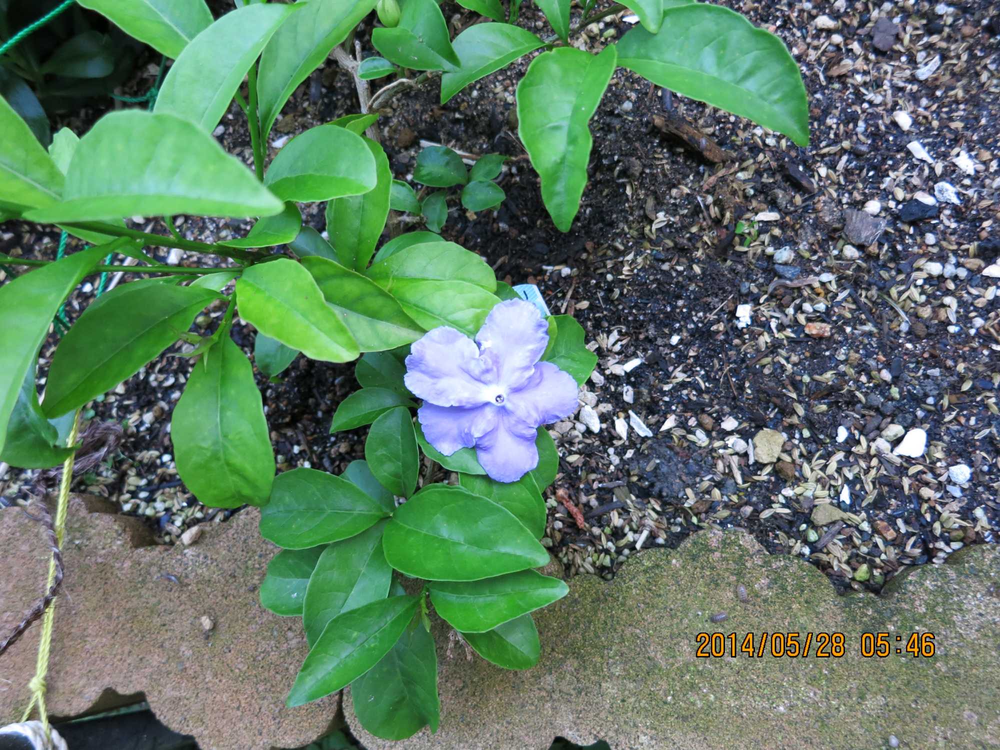 f0079343_21111450.jpg