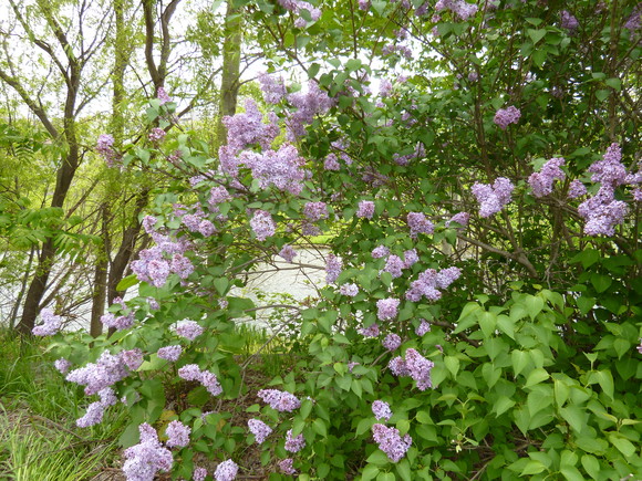 a0193457_10433181.jpg