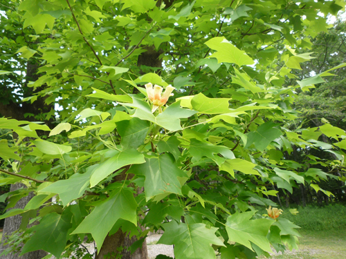 b0045357_8273079.jpg