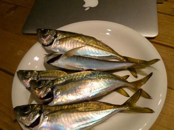 f0201157_23543885.jpg