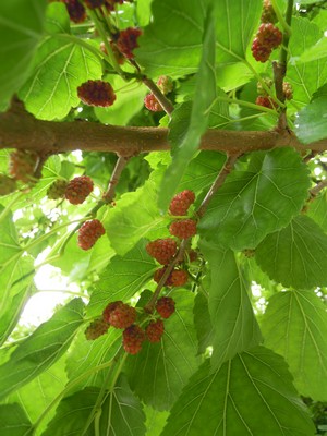 e0206902_0471554.jpg