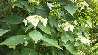 c0247314_14451731.jpg