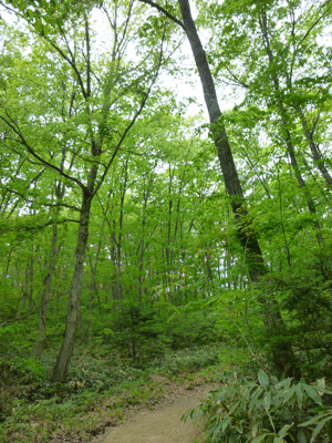 e0312121_2118922.gif