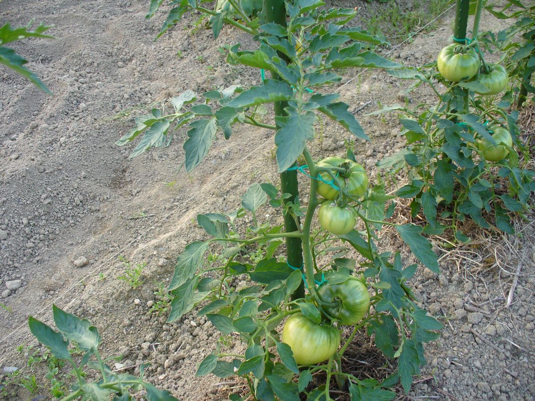 f0346527_22471731.jpg
