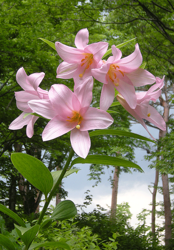 a0001354_19473669.gif