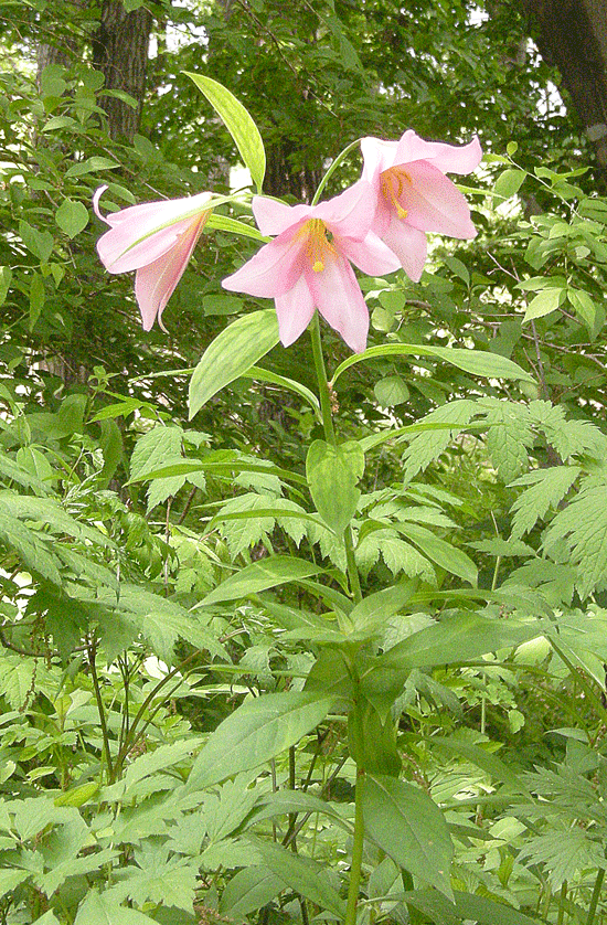 a0001354_19514774.gif