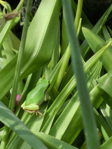 e0045768_2234658.jpg