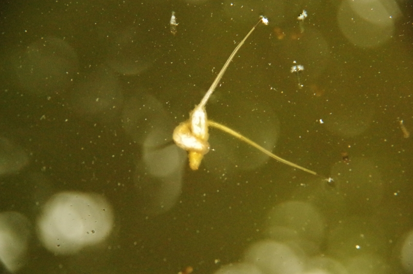 d0031171_8451636.jpg