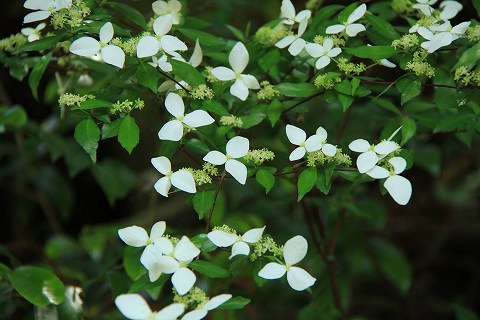 a0222494_20112620.jpg