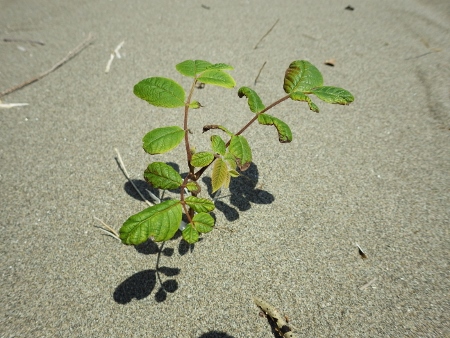 a0125598_20563719.jpg