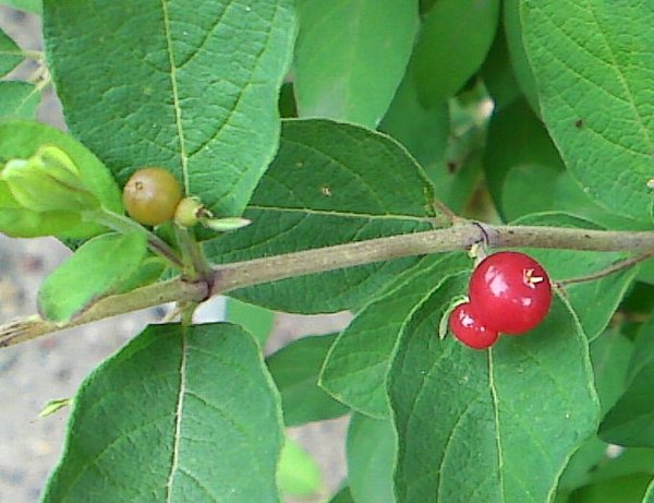 a0031000_1456476.jpg