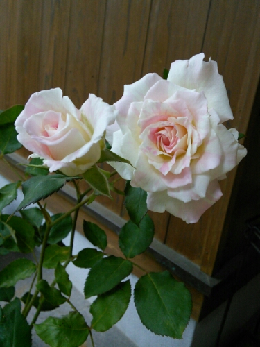 b0307008_19124780.jpg