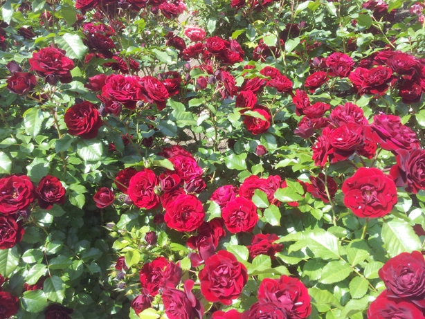 e0033713_16542512.jpg