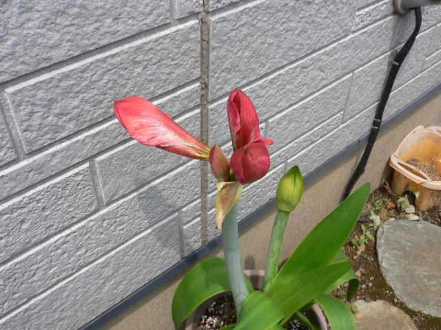 a0249215_5423249.jpg