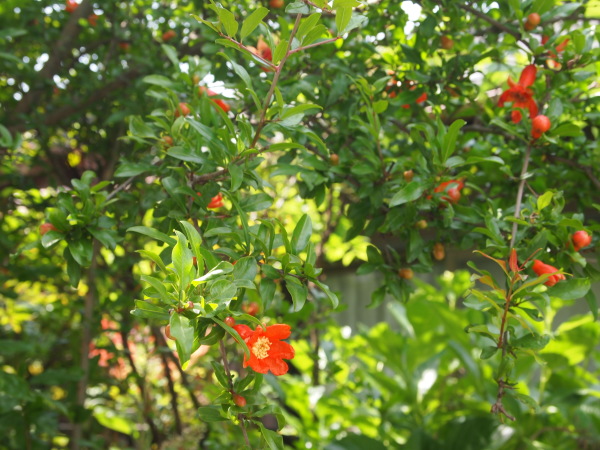 c0310543_09481073.jpg
