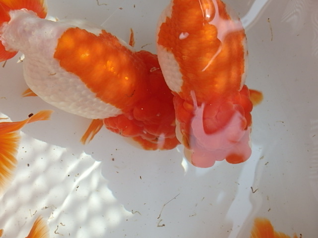 f0334143_92840100.jpg